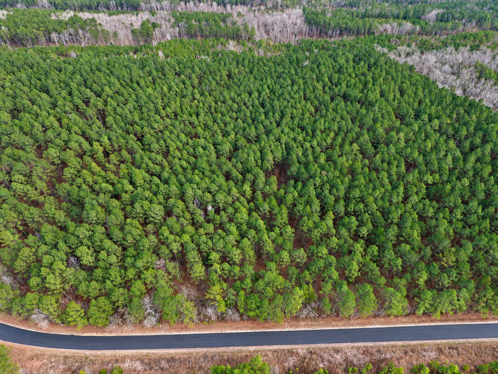 North Carolina timberland with mature pine forest and paved road frontage